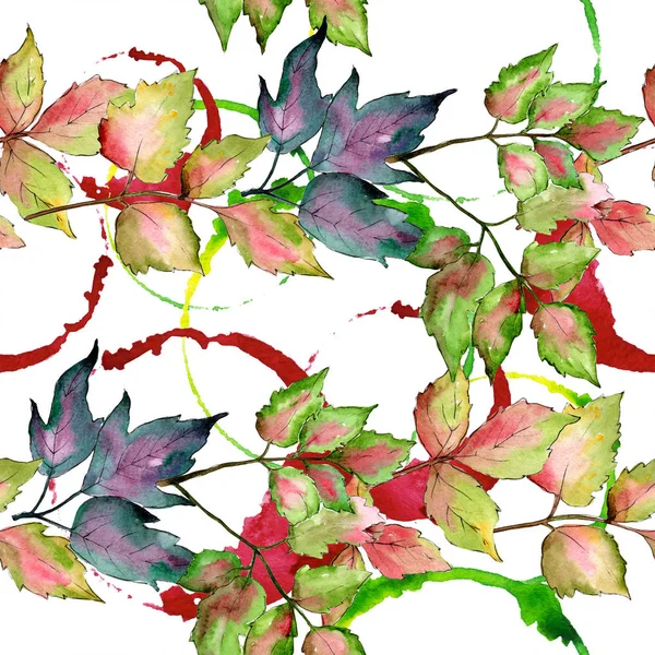 Maple folhas coloridas. Folha planta botânica jardim folhagem floral. Padrão de fundo sem costura . — Fotografia de Stock