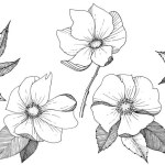 Rosa silvestre en un estilo vectorial aislado . vector, gráfico