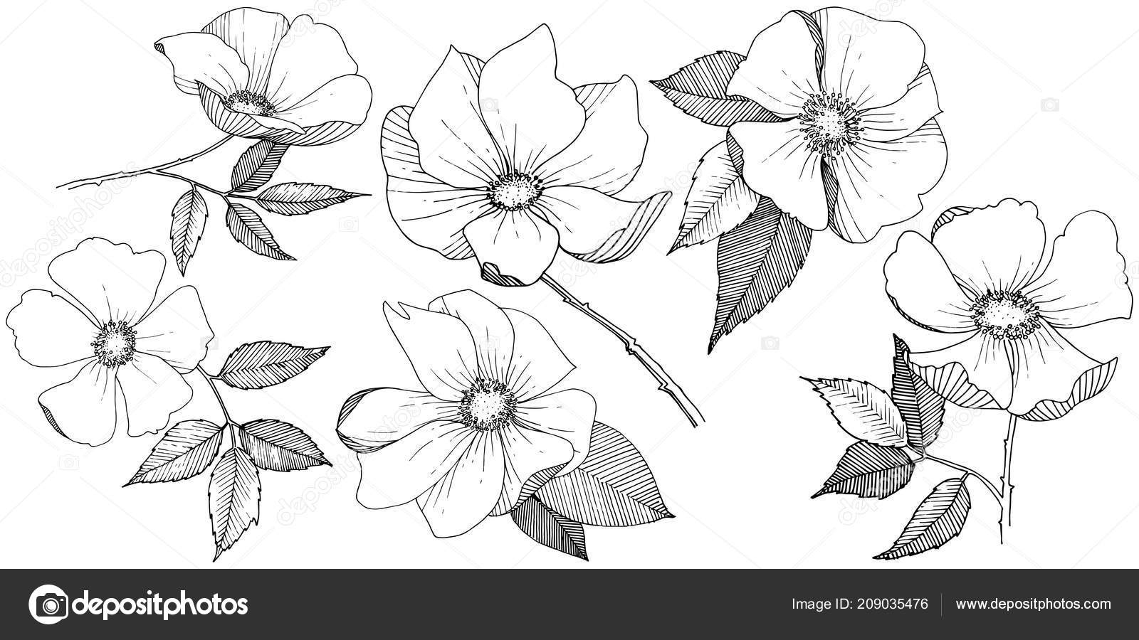 Rosa silvestre en un estilo vectorial aislado . vector, gráfico