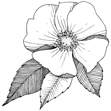 Yabani gül izole bir vektör tarzı.