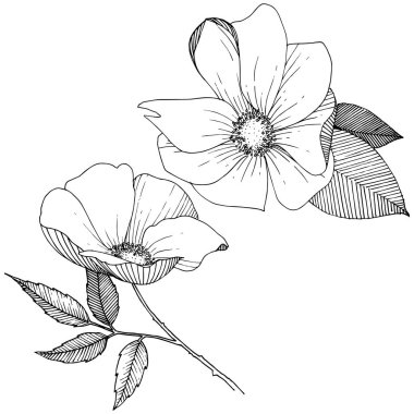 Yabani gül izole bir vektör tarzı.