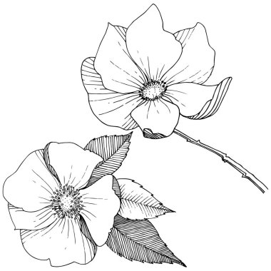 Yabani gül izole bir vektör tarzı.