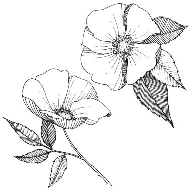 Yabani gül izole bir vektör tarzı.