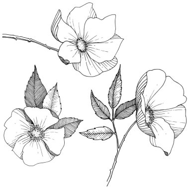 Yabani gül izole bir vektör tarzı.