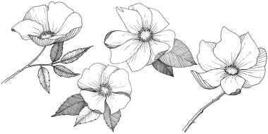 Yabani gül izole bir vektör tarzı.