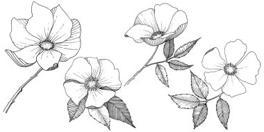 Yabani gül izole bir vektör tarzı.