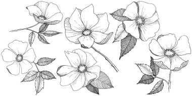 Yabani gül izole bir vektör tarzı.