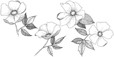 Yabani gül izole bir vektör tarzı.