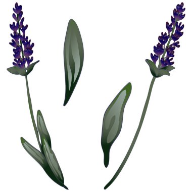 İzole bir vektör tarzda lavanta çiçeği.
