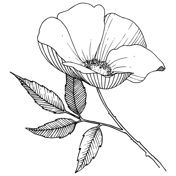 Wilde roos in een vector stijl geïsoleerd. — Stockvector