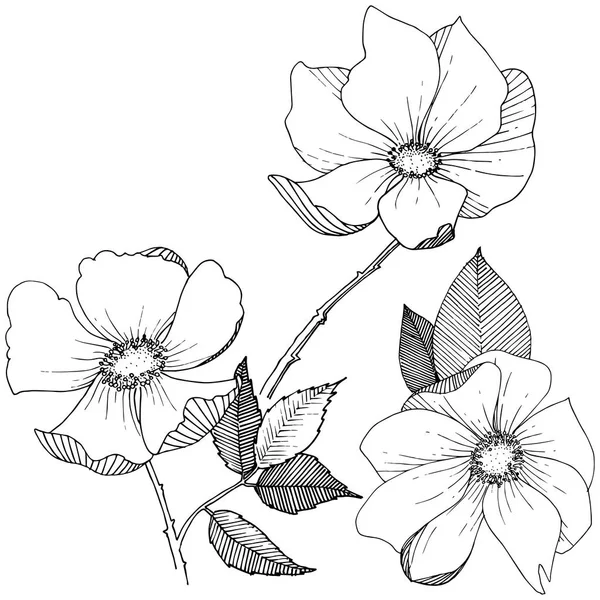 Yabani gül izole bir vektör tarzı.