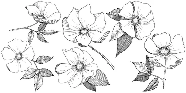 Дикая роза в изолированном векторном стиле . — стоковый вектор