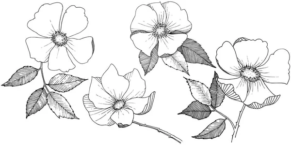 Rosa silvestre en un estilo vectorial aislado . — Vector de stock