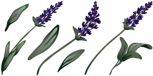 Lavendel bloem in een vector stijl geïsoleerd. — Stockvector