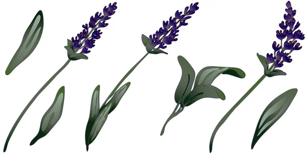 Lavendel bloem in een vector stijl geïsoleerd. — Stockvector