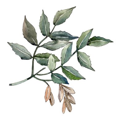 Yeşil kül bırakır. Yaprak bitki botanik bahçe çiçek yaprakları. İzole illüstrasyon öğesi.