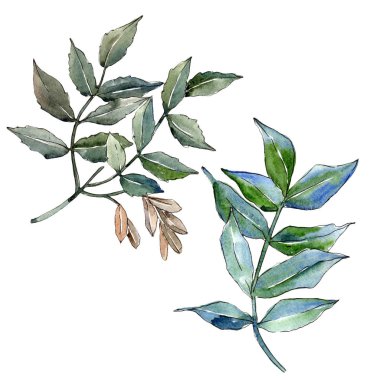 Yeşil kül bırakır. Yaprak bitki botanik bahçe çiçek yaprakları. İzole illüstrasyon öğesi.