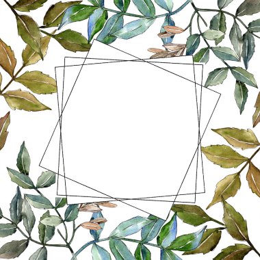 Yeşil kül bırakır. Yaprak bitki botanik bahçe çiçek yaprakları. Çerçeve kenarlığı süsleme Meydanı.