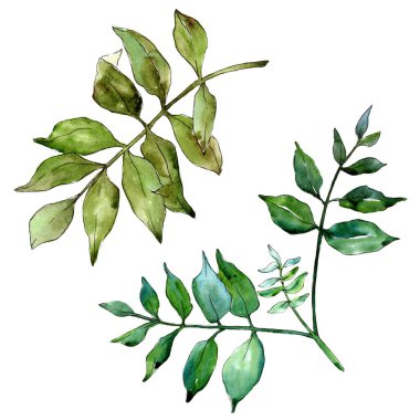 Yeşil kül bırakır. Yaprak bitki botanik bahçe çiçek yaprakları. İzole illüstrasyon öğesi.