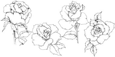 Gül çiçek izole bir vektör tarzda.