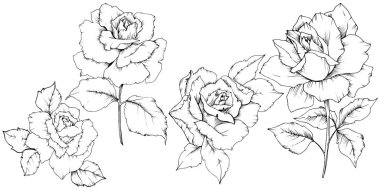 Gül çiçek izole bir vektör tarzda.