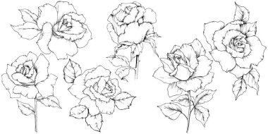 Gül çiçek izole bir vektör tarzda.