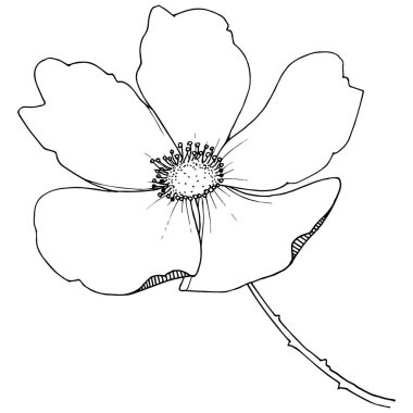 Yabani gül izole bir vektör tarzı.