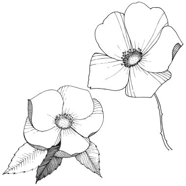 Yabani gül izole bir vektör tarzı.