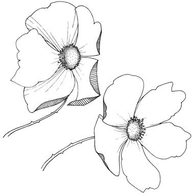 Yabani gül izole bir vektör tarzı.