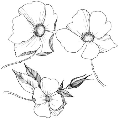 Yabani gül izole bir vektör tarzı.