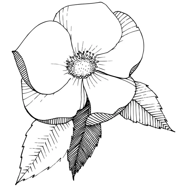 Rose sauvage dans un style vectoriel isolé . — Image vectorielle