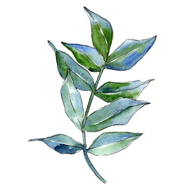 Yeşil kül bırakır. Yaprak bitki botanik bahçe çiçek yaprakları. İzole illüstrasyon öğesi. Aquarelle yaprak için arka plan, doku, sarıcı desen, çerçeve veya kenarlık.