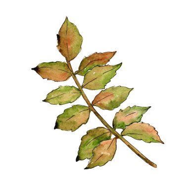 Yeşil kül bırakır. Yaprak bitki botanik bahçe çiçek yaprakları. İzole illüstrasyon öğesi. Aquarelle yaprak için arka plan, doku, sarıcı desen, çerçeve veya kenarlık.