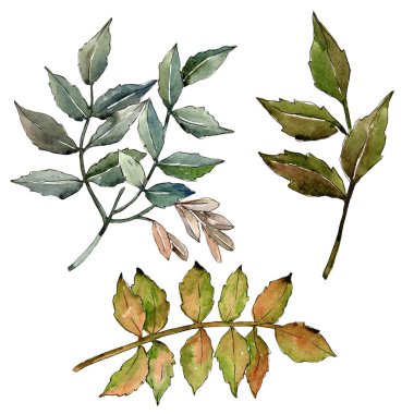 Yeşil kül bırakır. Yaprak bitki botanik bahçe çiçek yaprakları. İzole illüstrasyon öğesi. Aquarelle yaprak için arka plan, doku, sarıcı desen, çerçeve veya kenarlık.