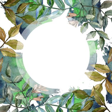 Yeşil kül bırakır. Yaprak bitki botanik bahçe çiçek yaprakları. Çerçeve kenarlığı süsleme Meydanı. Aquarelle yaprak için arka plan, doku, sarıcı desen, çerçeve veya kenarlık.