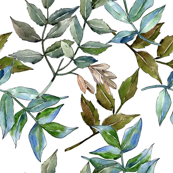 Φύλλα Πράσινο Τέφρας Φύλλο Φυτού Βοτανικός Κήπος Floral Φύλλωμα Απρόσκοπτη — Φωτογραφία Αρχείου