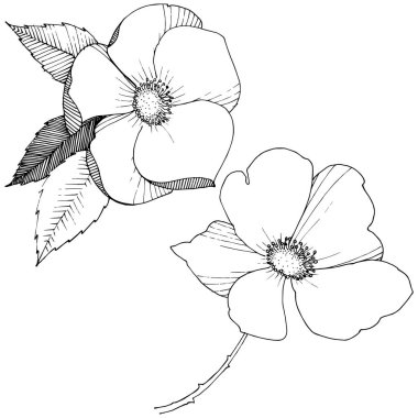 Yabani gül izole bir vektör tarzı.