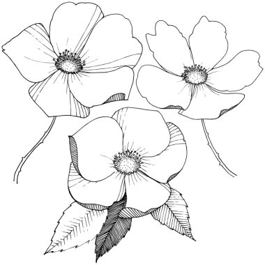 Yabani gül izole bir vektör tarzı.