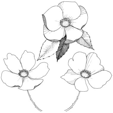 Yabani gül izole bir vektör tarzı.