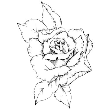 Gül izole bir vektör tarzda çiçek. Bitki tam adı: gül. Arka plan, doku, sarıcı desen, çerçeve veya kenarlık için vektör çiçek.