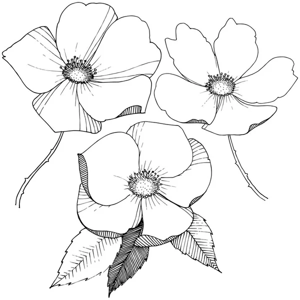 Wild rose in a vector style isolated.