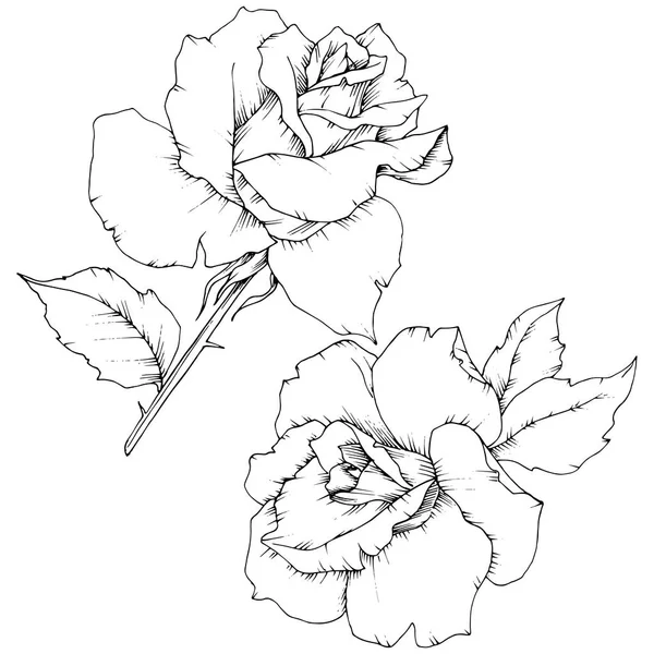 ローズは 分離されたベクター スタイルを花します 植物の完全な名前 テクスチャ ラッパー パターン 枠や図面枠のベクターの花 — ストックベクタ