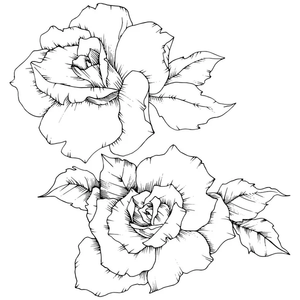 ローズは 分離されたベクター スタイルを花します 植物の完全な名前 テクスチャ ラッパー パターン 枠や図面枠のベクターの花 — ストックベクタ