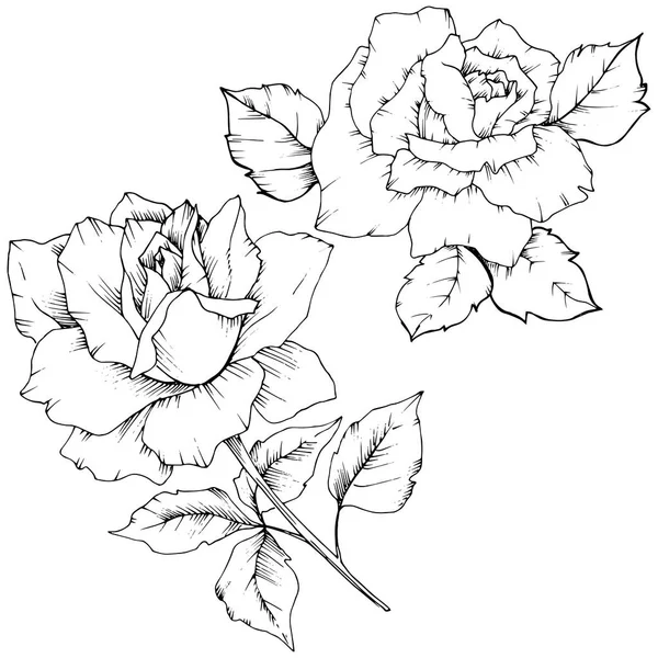 玫瑰花在媒介样式隔绝了 植物的全名 包装图案 框架或边框的矢量花 — 图库矢量图片