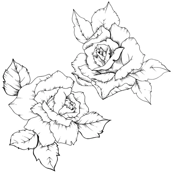 Růže Kvetou Stylu Vektor Samostatný Celé Jméno Rostliny Růže Vector — Stockový vektor