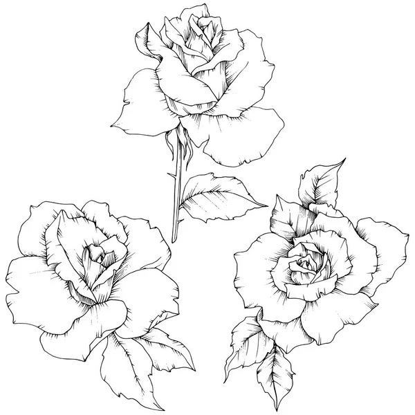 Rosa Flor Estilo Vectorial Aislado Nombre Completo Planta Rosa Flor — Archivo Imágenes Vectoriales