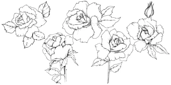 Pin by Ruth O'Hara on Botanical / pen & Ink | Flower drawing, Flower drawing  design, Flower drawing tutorials