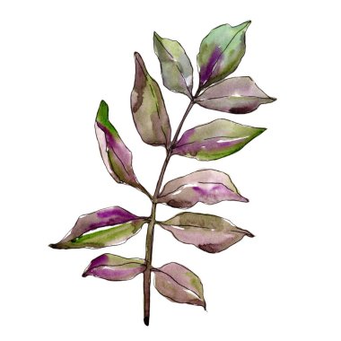 Yeşil kül bırakır. Yaprak bitki botanik bahçe çiçek yaprakları. İzole illüstrasyon öğesi. Aquarelle yaprak için arka plan, doku, sarıcı desen, çerçeve veya kenarlık.