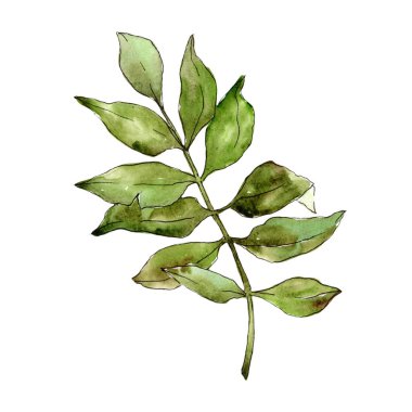 Yeşil kül bırakır. Yaprak bitki botanik bahçe çiçek yaprakları. İzole illüstrasyon öğesi. Aquarelle yaprak için arka plan, doku, sarıcı desen, çerçeve veya kenarlık.