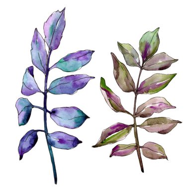 Yeşil kül bırakır. Yaprak bitki botanik bahçe çiçek yaprakları. İzole illüstrasyon öğesi. Aquarelle yaprak için arka plan, doku, sarıcı desen, çerçeve veya kenarlık.